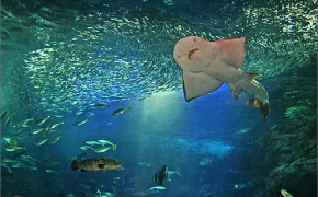 新江ノ島水族館 新江ノ島水族館