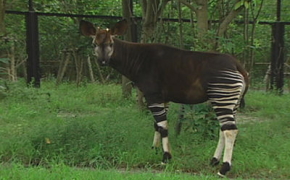 よこはま動物園ズーラシア よこはま動物園ズーラシア